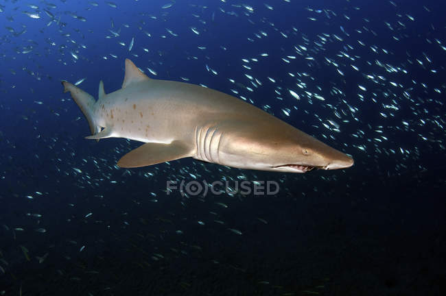 Sand Tiger shark in fish flock — Stock Photo