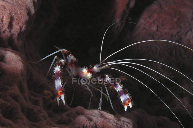 Banded Coral Shrimp — Stock Photo