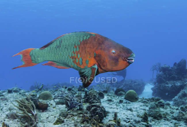 Rainbow parrotfish in Carribean Sea — Stock Photo