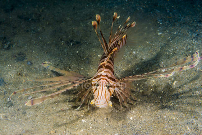 Lionfish vermelho no fundo do mar arenoso — Fotografia de Stock