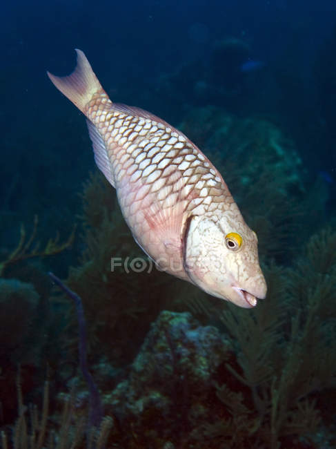 Stoplight Parrotfish on reef — Stock Photo