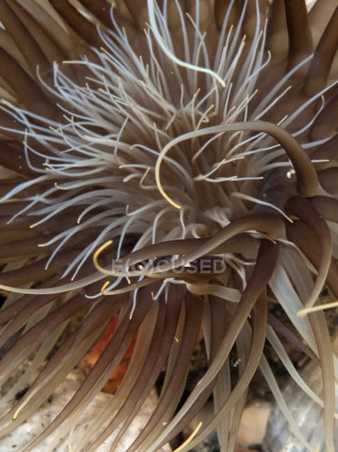 Mar anêmona close-up tiro — Fotografia de Stock