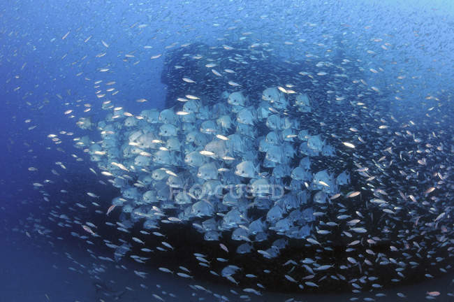 Atlantic Spadefish and baitfish school — Stock Photo