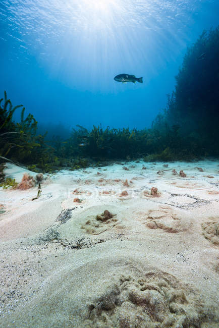 Рыба плавает над песчаным дном — стоковое фото