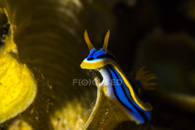 Chromodoris elisabethina nudibranch Берг — стокове фото