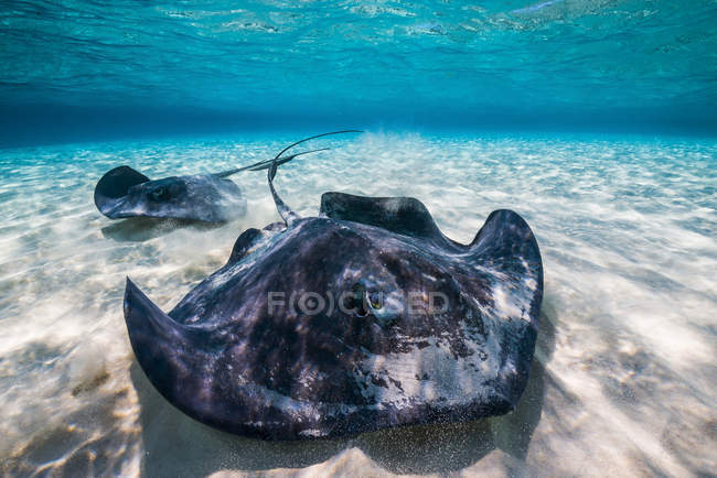 Southern stingrays on sandbar — Stock Photo