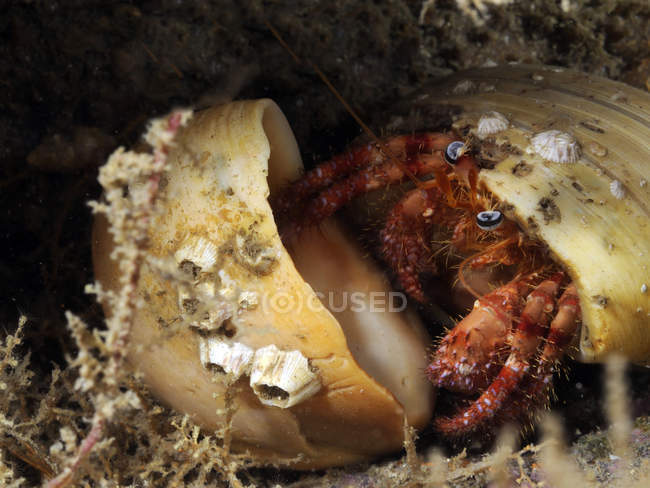 Hermit crab in protective shell — Stock Photo