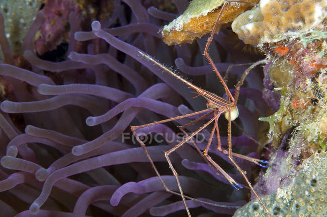 Flèche jaune crabe aux oeufs — Photo de stock