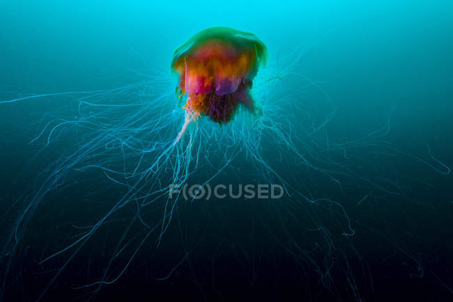Medusas de melena de león surgiendo a la superficie - foto de stock