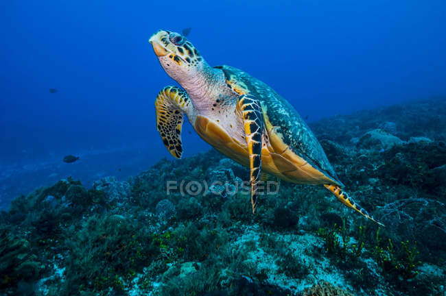 Sea turtle rising from seafloor — Stock Photo