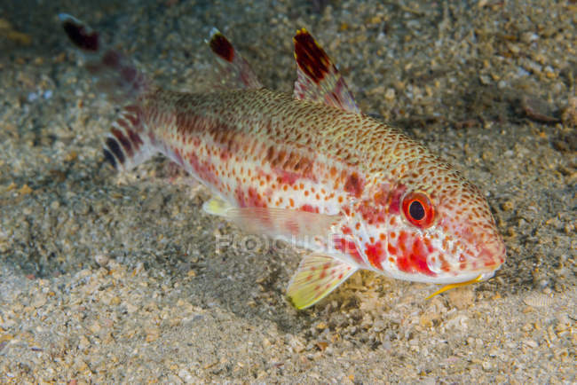 Peixe-cabra sardento perto do fundo do mar arenoso — Fotografia de Stock
