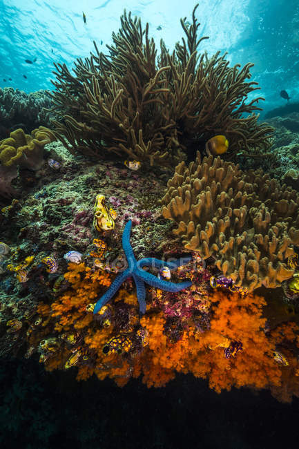Récif corallien en Raja Ampat — Photo de stock