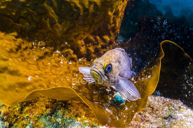 Kelp rockfish su foglia di piano di barriera — Foto stock