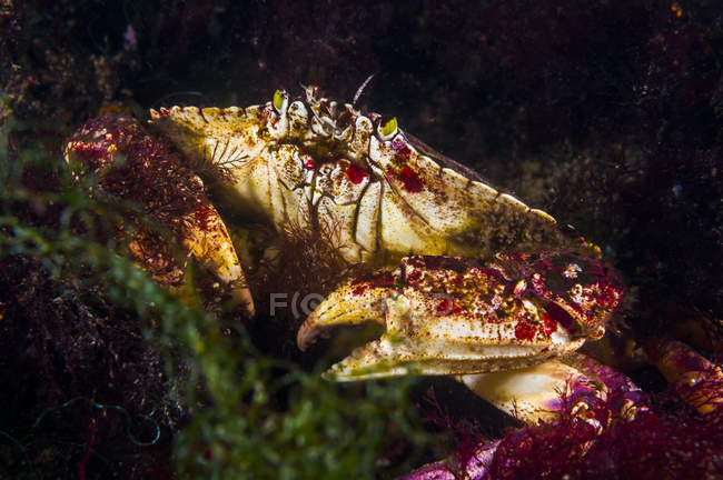 Crabe commun de l'Atlantique gros plan — Photo de stock