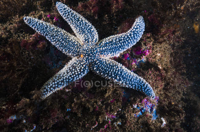 Обыкновенная морская звезда Форбса — стоковое фото