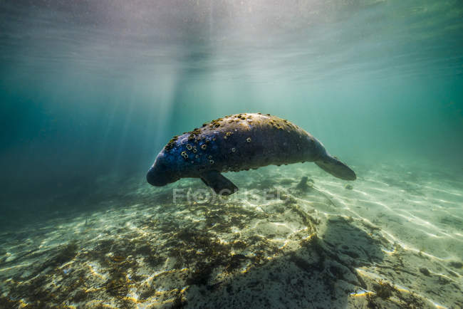 Manatí nadando en Crystal River - foto de stock