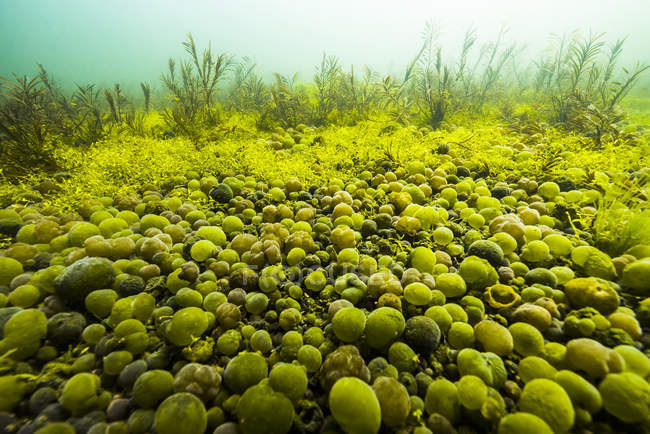 Cyanobactéries sphériques rondes Nostoc — Photo de stock