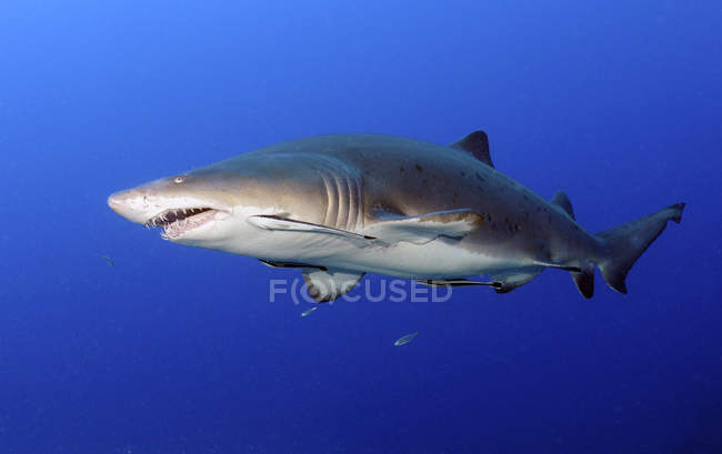 Tiburón tigre de arena con remoras - foto de stock