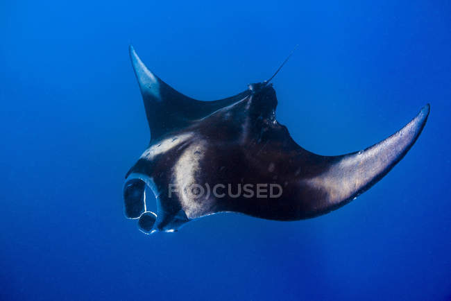 Oceanic manta ray in blue water — Stock Photo