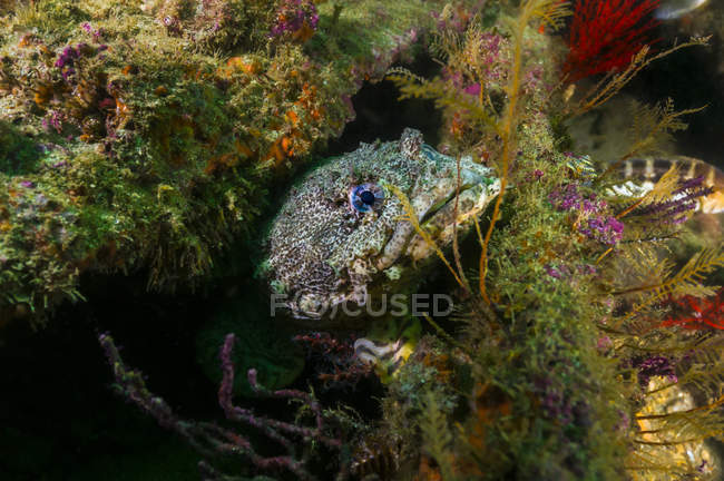 Austernkrötenfische verstecken sich in Wracks — Stockfoto