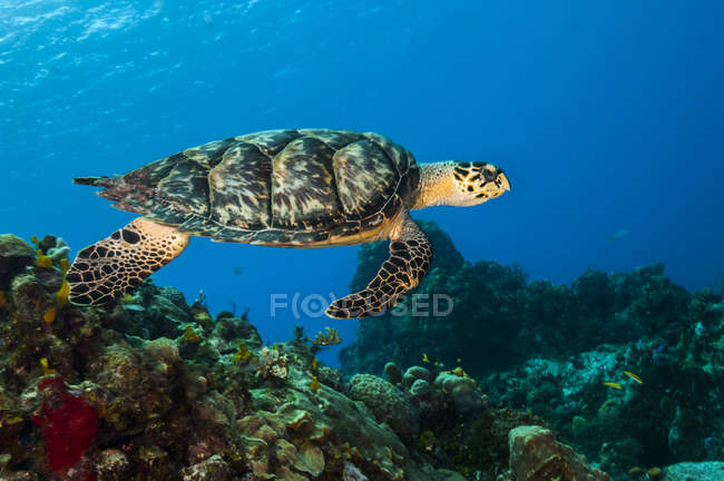 Hawksbill sea turtle swimming over reef — Stock Photo