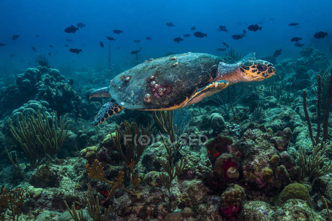 Habichtsschnabel-Meeresschildkröte schwimmt über Riff — Stockfoto