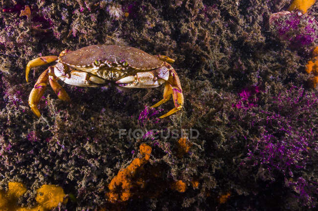 Crabe commun de l'Atlantique gros plan — Photo de stock