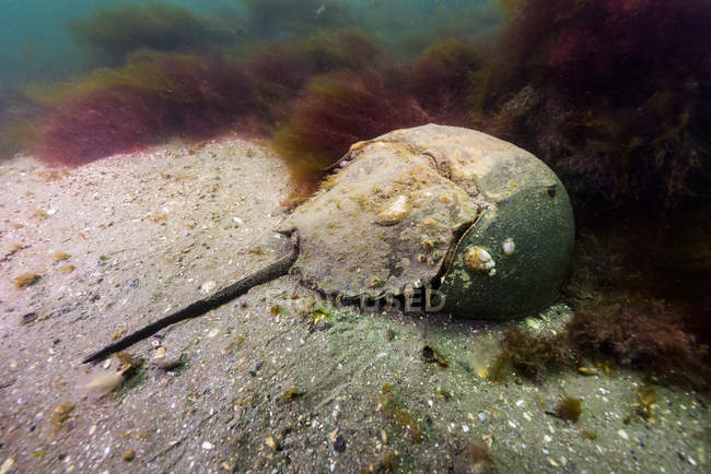 Caranguejo em ferradura no fundo do mar — Fotografia de Stock