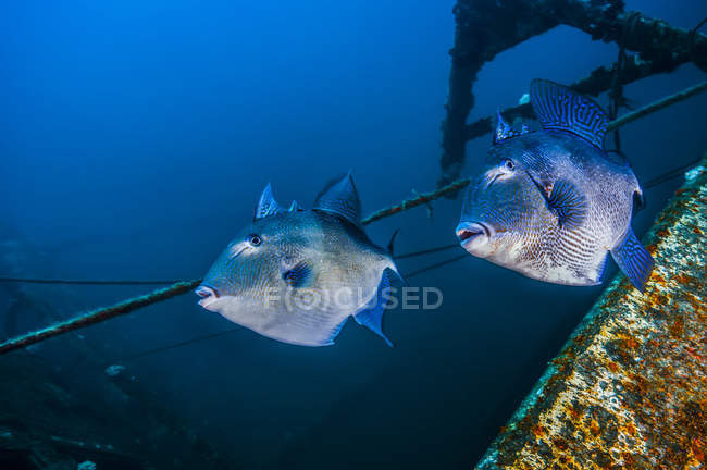 Triggerfish nadando cerca del naufragio de Clipper - foto de stock
