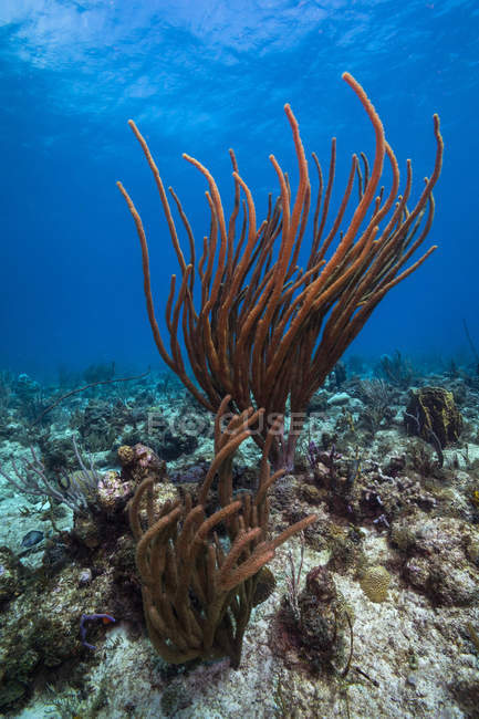 Коралові рифи в Сент-Круа — стокове фото