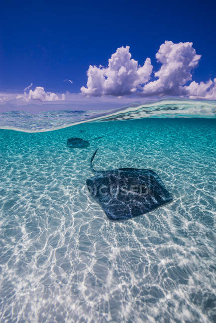 Southern stingrays on sandbar in Grand Cayman — Stock Photo