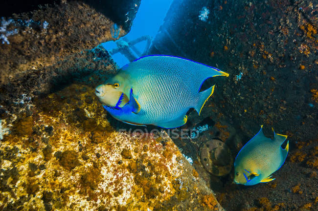 Blue angelfish swimming in shipwreck — Stock Photo