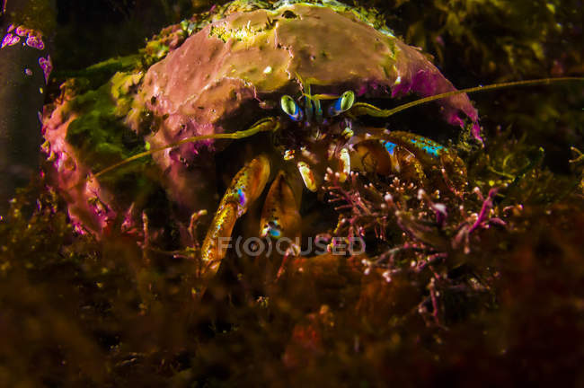 Caranguejo acadiano eremita rastejando no fundo do mar — Fotografia de Stock