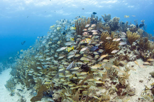 Peces nadando sobre los arrecifes del Caribe - foto de stock