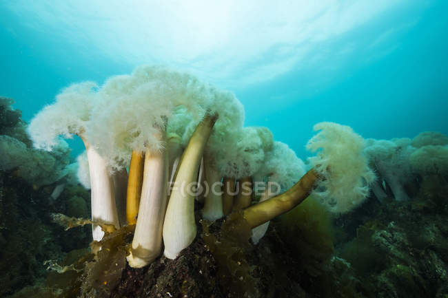 Giant plumose anemones — Stock Photo