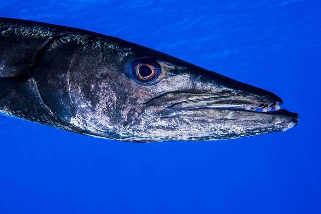 Testa di barracuda a Grand Cayman — Foto stock