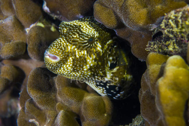 Пьюффер, скрывающийся в коралле — стоковое фото