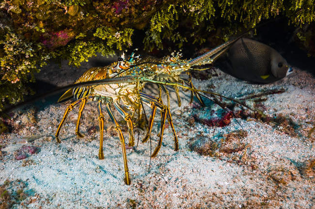 Spiny lobsters under overhang in Cozumel — Stock Photo