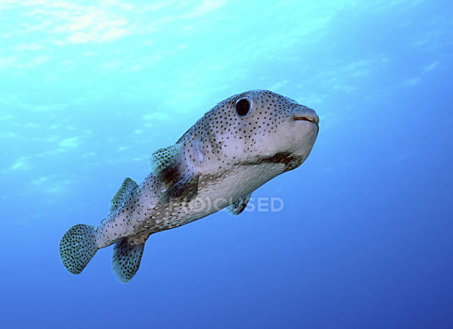 Pez puercoespín en el mar Caribe - foto de stock