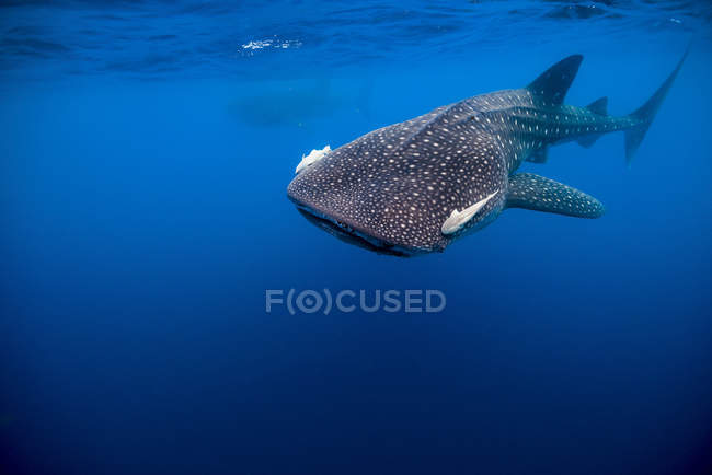 Китова акула в Isla Mujeres — стокове фото