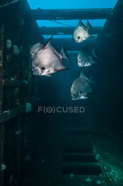 Pesce spada atlantico che nuota nel naufragio — Foto stock