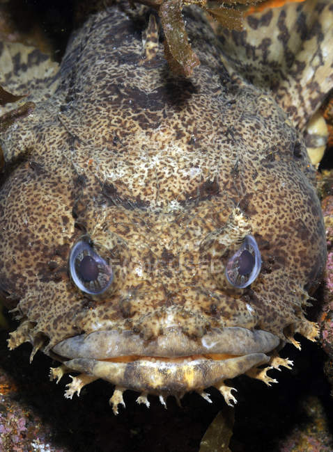 Oyster Toadfish primo piano shot — Foto stock