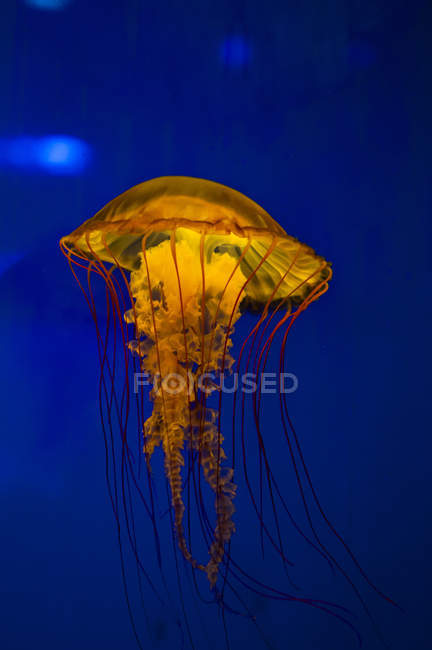 Medusas de ortiga del Pacífico - foto de stock