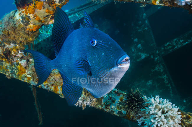 Triggerfish nadando entre naufrágios — Fotografia de Stock