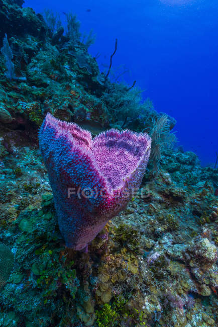 Sponge in Grand Cayma — Stock Photo