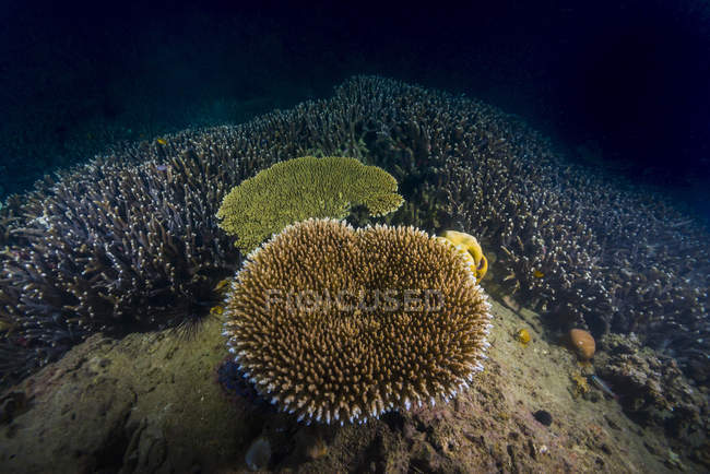 Coralli staghorn sulla barriera corallina scura — Foto stock