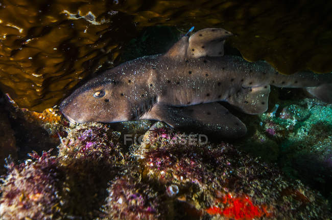 Docile horn shark hiding in kelp — Stock Photo