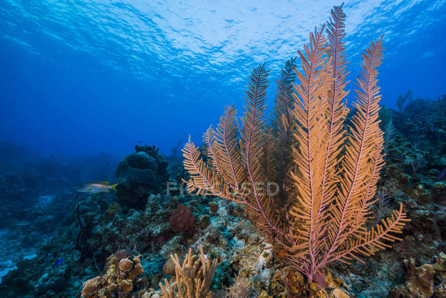 Reefscape su Grand Cayman — Foto stock