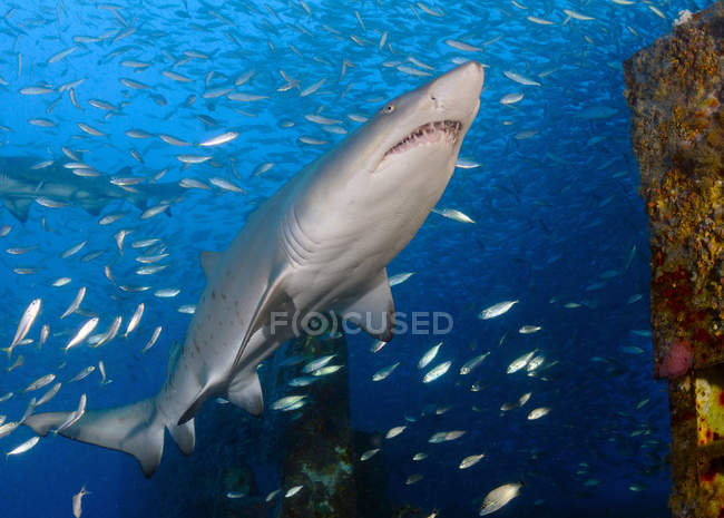 Tubarões tigre de areia em rebanho de peixes — Fotografia de Stock