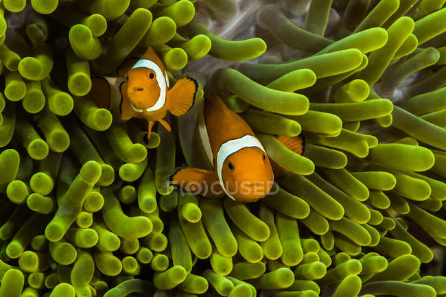 Falsche Clown-Anemonenfische in Anemone — Stockfoto